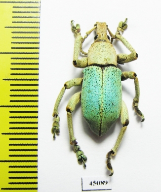 Eupholus bruyni  Indonesia, Papua - INSECTS-STORE.RU