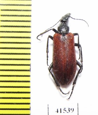 Meloidae sp.  South Africa Rep. - INSECTS-STORE.RU