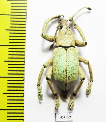 Eupholus bruyni  Indonesia, Papua - INSECTS-STORE.RU