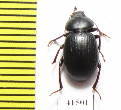 Tenebrionidae sp.  South Africa Rep. - INSECTS-STORE.RU