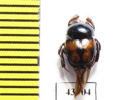 Scarabaeinae sp.  French Guiana - INSECTS-STORE.RU