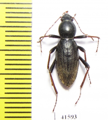 Tenebrionidae sp.  South Africa Rep. - INSECTS-STORE.RU