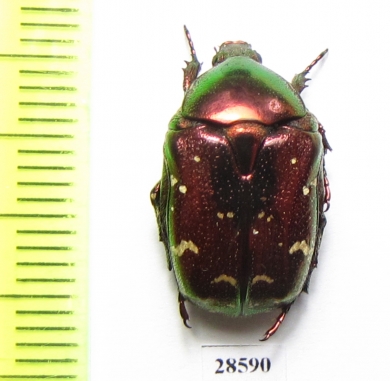 Protaetia splendidula kermanensis  Iran, Kerman prov. - INSECTS-STORE.RU