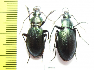 Carabus (Eucarabus) sternbergi sobaeksanensis, pair  Korea - INSECTS-STORE.RU