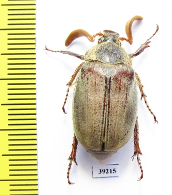 Melolontha llinaresi  Spain - INSECTS-STORE.RU