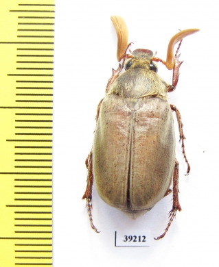 Melolontha llinaresi  Spain - INSECTS-STORE.RU