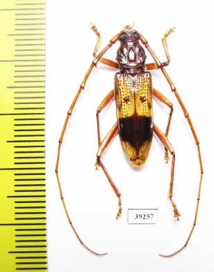 Phoracantha recurva  Spain - INSECTS-STORE.RU