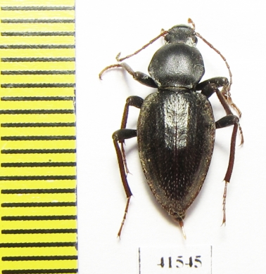 Tenebrionidae sp.  South Africa Rep. - INSECTS-STORE.RU