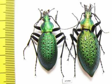 Carabus (Coptolabrus) smaragdinus sangjaei, pair  Korea - INSECTS-STORE.RU