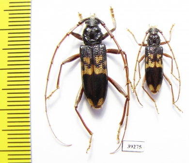 Phoracantha semipunctata, pair  Spain - INSECTS-STORE.RU