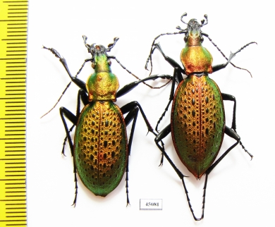 Carabus (Coptolabrus) smaragdinus odaegenesis, pair  Korea - INSECTS-STORE.RU