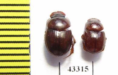 Scarabaeinae sp.  French Guiana - INSECTS-STORE.RU