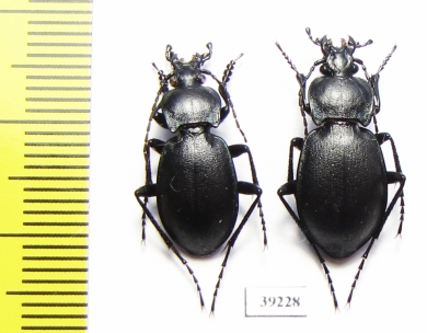 Carabus (Tomocarabus) convexus, pair  Russia, Rostov reg. - INSECTS-STORE.RU