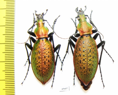 Carabus (Coptolabrus) smaragdinus branickii, pair  Korea - INSECTS-STORE.RU