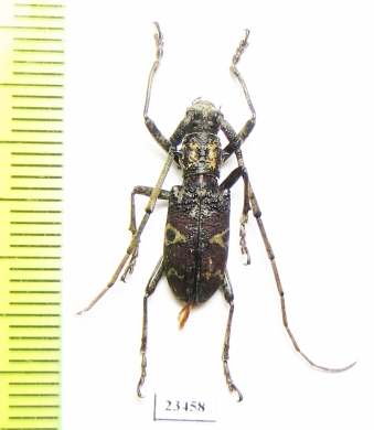 Monochamus sp.  China, Yunnan prov. - INSECTS-STORE.RU