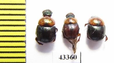 Scarabaeinae sp.  French Guiana - INSECTS-STORE.RU