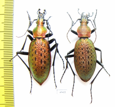 Carabus (Coptolabrus) smaragdinus hoenggandoensis, pair  Korea - INSECTS-STORE.RU