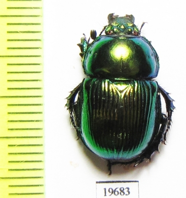 Phelotrupes auratus  Japan - INSECTS-STORE.RU