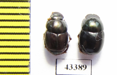 Scarabaeinae sp.  French Guiana - INSECTS-STORE.RU