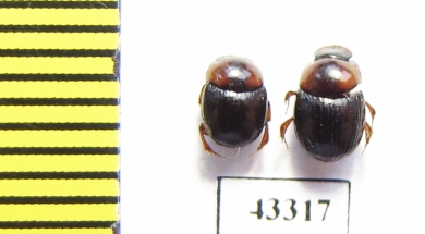 Scarabaeinae sp.  French Guiana - INSECTS-STORE.RU