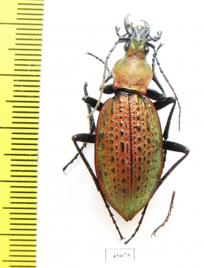 Carabus (Coptolabrus) smaragdinus hoenggandoensis  Korea - INSECTS-STORE.RU