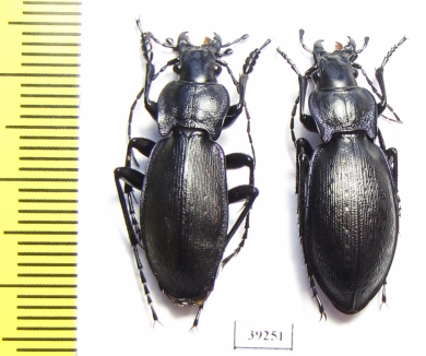 Carabus (Mesocarabus) macrocephalus cantabricus, pair  Spain - INSECTS-STORE.RU