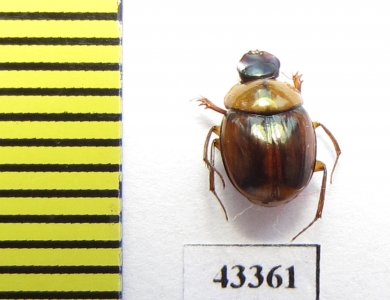 Scarabaeinae sp.  French Guiana - INSECTS-STORE.RU