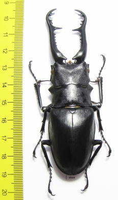 Prosopocoilus giraffa giraffa  Malaysia 96mm - INSECTS-STORE.RU