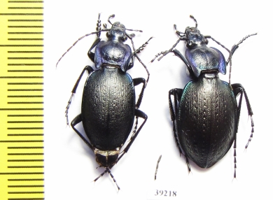 Carabus (Oreocarabus) guadarramus, pair  Spain - INSECTS-STORE.RU