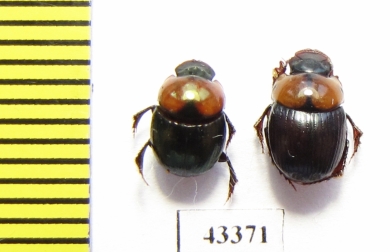 Scarabaeinae sp.  French Guiana - INSECTS-STORE.RU