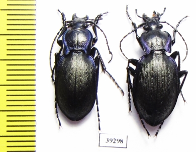 Carabus (Oreocarabus) amplipennis, pair  Spain - INSECTS-STORE.RU