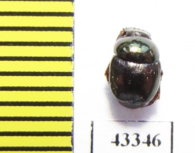 Scarabaeinae sp.  French Guiana - INSECTS-STORE.RU
