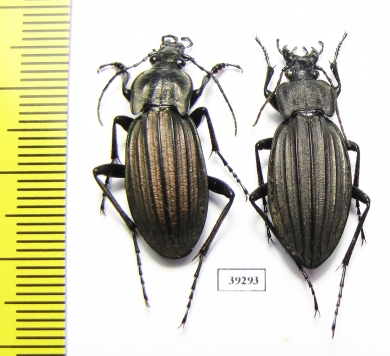 Carabus (Ctenocarabus) melancholicus, pair  Spain - INSECTS-STORE.RU