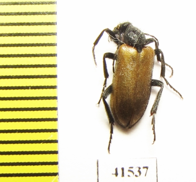 Meloidae sp.  South Africa Rep. - INSECTS-STORE.RU