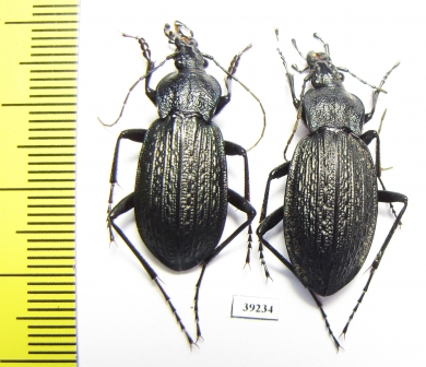 Carabus (Macrothorax) rugosus, pair  Spain - INSECTS-STORE.RU