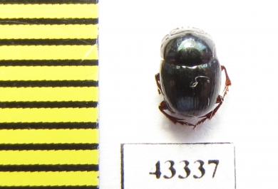 Scarabaeinae sp.  French Guiana - INSECTS-STORE.RU