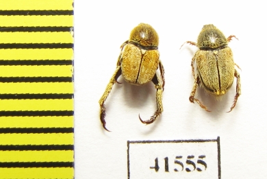 Hopliini sp., pair  South Africa Rep. - INSECTS-STORE.RU