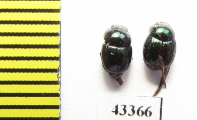 Scarabaeinae sp.  French Guiana - INSECTS-STORE.RU