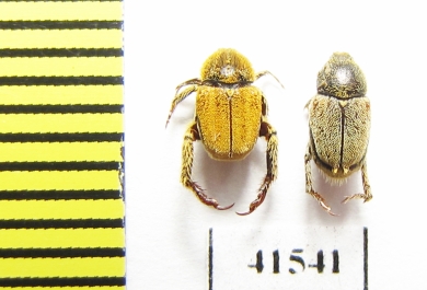 Hopliini sp., pair  South Africa Rep. - INSECTS-STORE.RU
