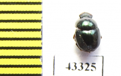 Scarabaeinae sp.  French Guiana - INSECTS-STORE.RU