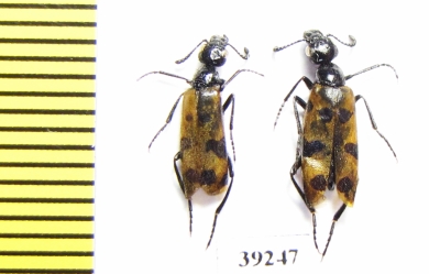 Mylabris bauregardi  Spain - INSECTS-STORE.RU