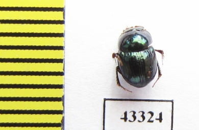 Scarabaeinae sp.  French Guiana - INSECTS-STORE.RU