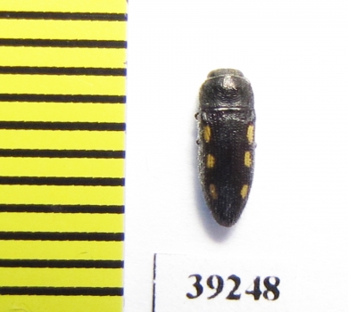 Acmaeodera nigellata  Spain - INSECTS-STORE.RU