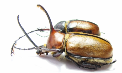 Golofa eacus, pair Colombia  58mm - INSECTS-STORE.RU