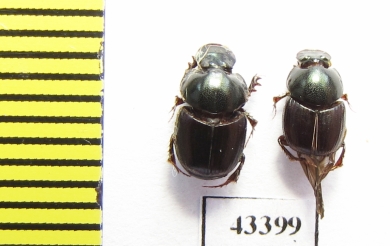 Scarabaeinae sp.  French Guiana - INSECTS-STORE.RU