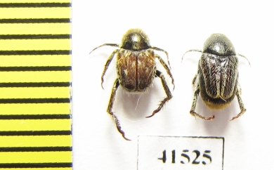 Hopliini sp., pair  South Africa Rep. - INSECTS-STORE.RU