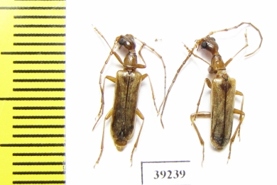 Vesperus serranoi  Portugal - INSECTS-STORE.RU