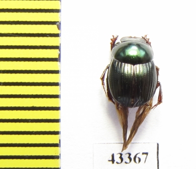 Scarabaeinae sp.  French Guiana - INSECTS-STORE.RU