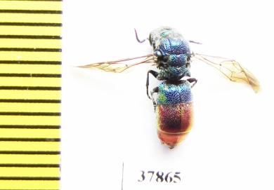 Chrysididae sp.  Russia, Tver reg. - INSECTS-STORE.RU