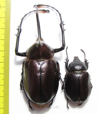 Golofa porteri?, pair Colombia  80mm - INSECTS-STORE.RU
